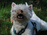 Klik op de foto voor groter formaat